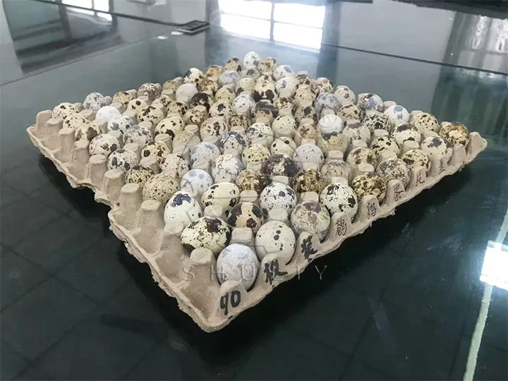 Wachtel-Eier-Tabletts