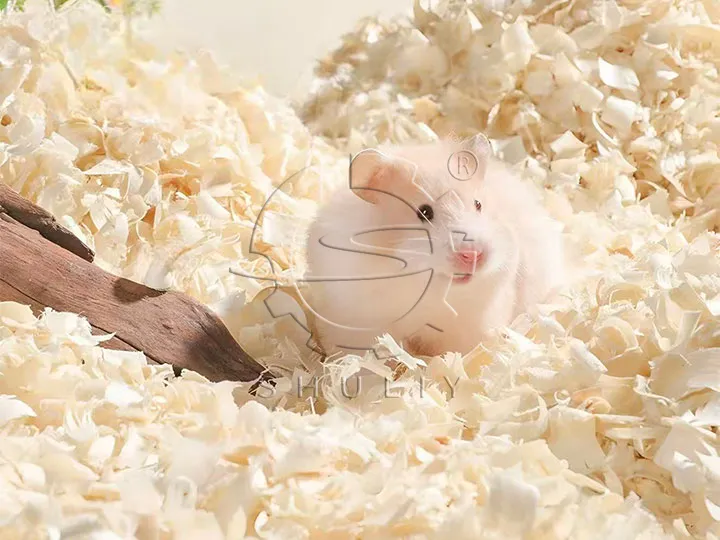 hamster on wood shavings