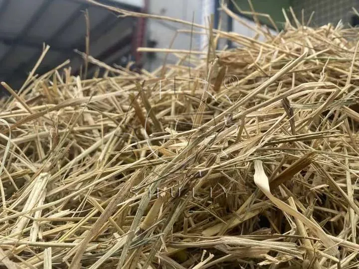 Corn stalks